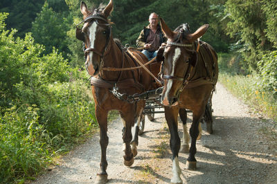 Man riding horse cart