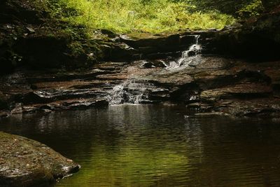 River flowing through forest