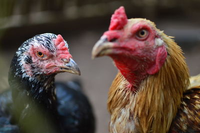 Close-up of a chicken face