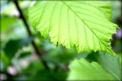 Close-up of leaves