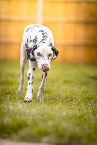 Dog running in grass