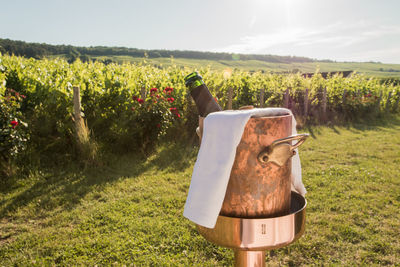 Champagne wine bottle in ice cooler at dusk with vineyard background and sunset