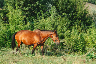 Pregnant horse in a green field eating grass