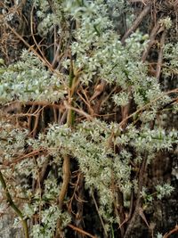 High angle view of lichen growing on tree