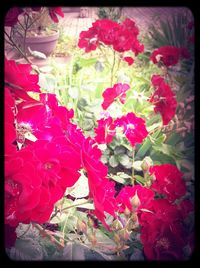 Close-up of pink flowers