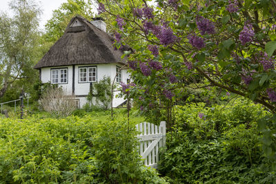 Trees and plants growing in a garden