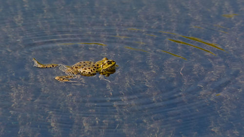 High angle view of turtle in lake