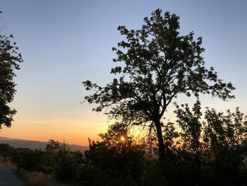 Silhouette trees on field against sky during sunset