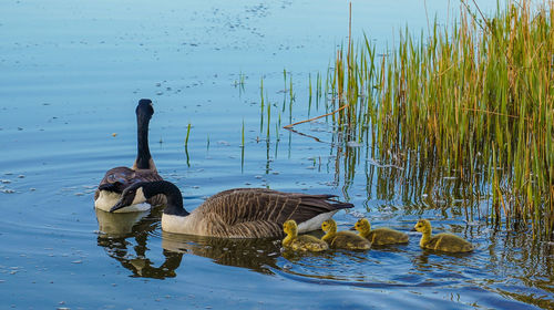 View of geese and goslings swimming on lake