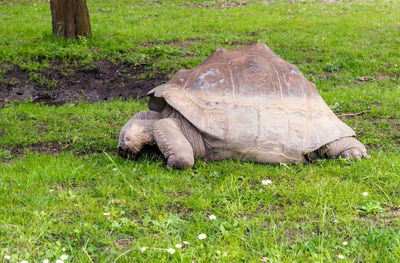 View of tortoise on land