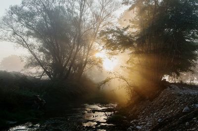 Scenic view of forest against sky at sunset