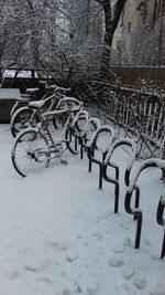 Close-up of snow on tree