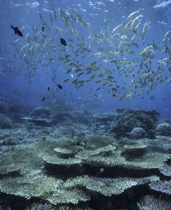 Fish swimming in sea