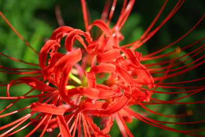 Close-up of red flowering plant