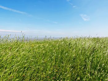 Crops growing on field against blue sky