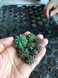 Cropped hand holding small cacti