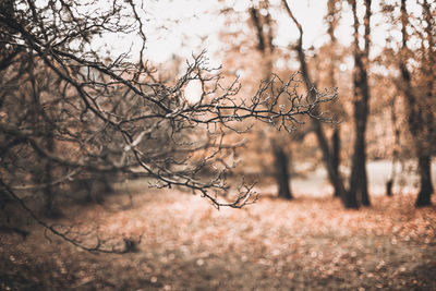 Autumn scene with brown branches on blurred fall leaves background