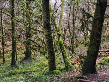 Trees in forest