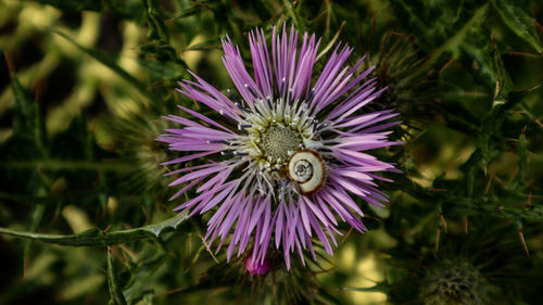 Close-up of purple flowering plant