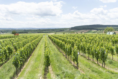 Scenic view of vineyard against sky