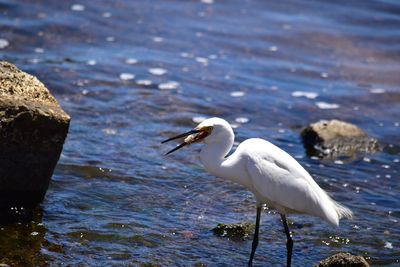 Seagull perching on rock