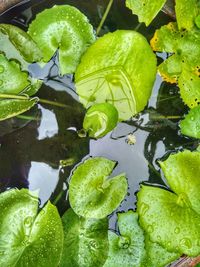 Close-up of wet leaves floating on lake