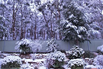 Trees on snow covered land