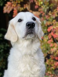 Close-up of dog looking away