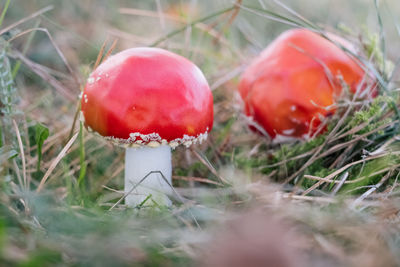 Close-up of red mushroom growing on field