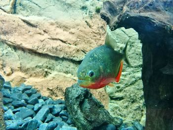 Close-up of fish swimming in water