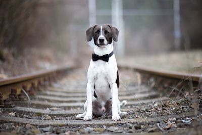 Portrait of dog sitting on land