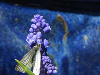 Close-up of flower against blurred background