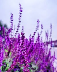 Close-up of purple flowers