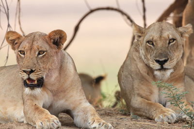 Lionesses relaxing on field
