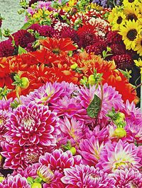 Full frame shot of colorful flowers