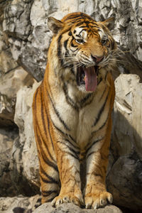 Tiger standing on rock