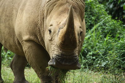 Close-up of rhino facing camera on grass