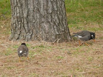 Duck on field