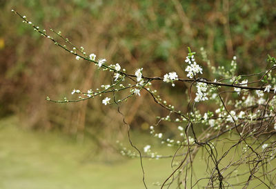 Close-up of plant