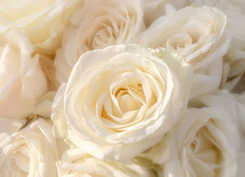 Close-up of rose bouquet