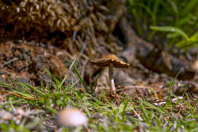 Close-up of mushroom on field