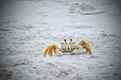 Crab on sand at beach