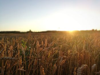 Wheat field against clear sky