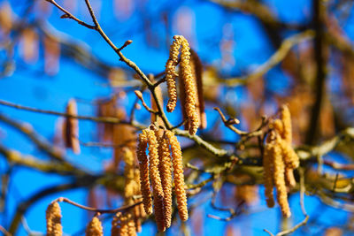 Close-up of dried plant on branch