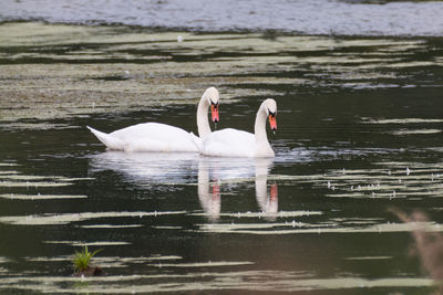 Swans swimming in lake