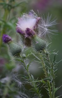 Close-up of thistle flower