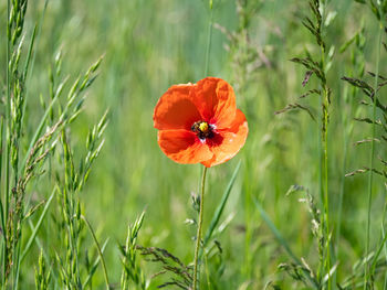 Close-up of orange poppy flower on field