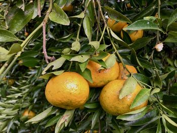 Close-up of fruits on tree