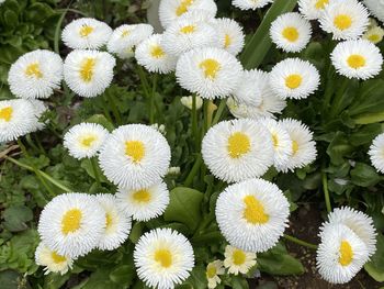 High angle view of white daisy flowers