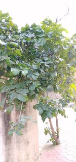 Close-up of ivy growing on tree against sky